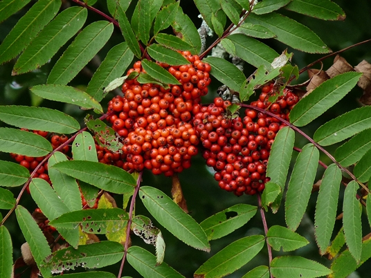 {Sorbus americana}